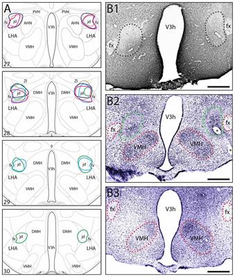 Evidence of a Role for the Lateral Hypothalamic Area Juxtadorsomedial Region (LHAjd) in Defensive Behaviors Associated with Social Defeat